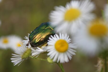 The beetleの写真素材