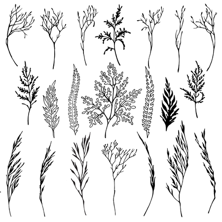 Vector graphic set of hand drawn herbs. Isolated black on white elements for design.のイラスト素材