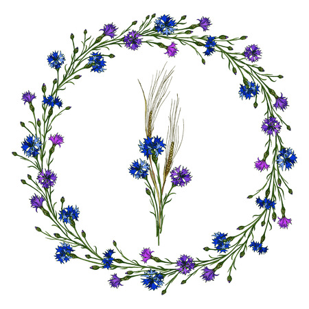 Vector cornflower wreath and bouquet of spikes and cornflowers. Elements for summer design of frames.のイラスト素材