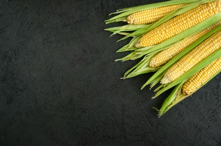 Closeup Ripe Fresh Corn on Dark Backgroundの写真素材