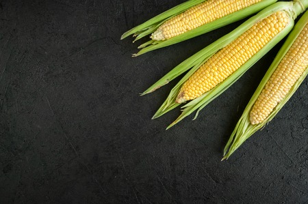 Closeup Ripe Fresh Corn on Dark Backgroundの写真素材