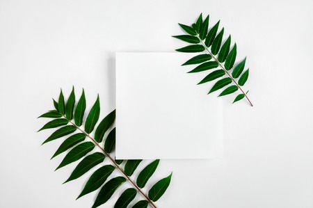 Creative Leaves Layout With Paper or Greeting Card on Light Background. Minimal Nature Concept. Flat lay. Copy Spaceの写真素材