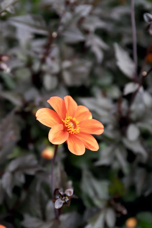Orange flower with green leaves in the garden. Shallow depth of fieldの写真素材
