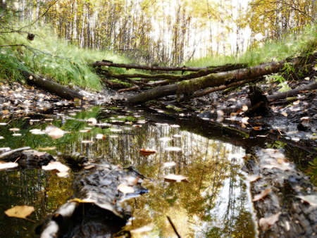 Saturated with light romantic autumn landscape の写真素材