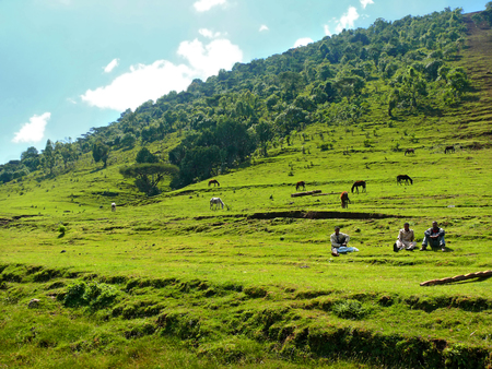 FINOTE SILAM, ETHIOPIA - NOVEMBER 24, 2008: Agriculture. Unfamiliar male horses graze in the pasture in Finote Silam, Ethiopia - November 24, 2008. Mountains covered with lush grass around.のeditorial素材