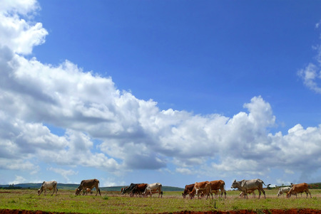 Cows in a pasture not far away Moiale. Africa, Ethiopia.の写真素材