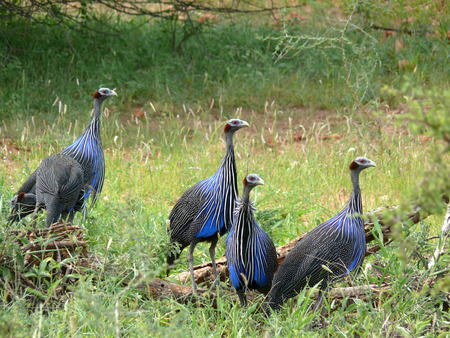 A flock of birds in the wild. Loggerhead guinea fowl. Samburu(Acryllium vulturinum). Africa, Kenya.の写真素材