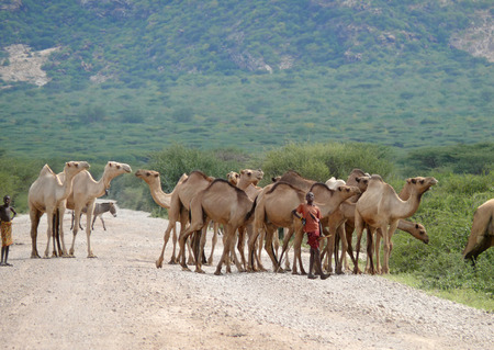ISIOLO, KENYA - 28 NOVEMBER 2008: Two unknown men - cattle drovers there with a herd of camels in Isiolo, Kenya - 28 November 2008. Mountains in the background.のeditorial素材