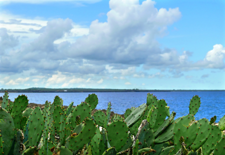 Cacti growing on the shores of the Indian ocean. Africa, Mozambique.の写真素材