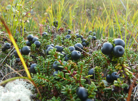 Blueberries are in the swamp. The landscape of the Northern nature.の写真素材