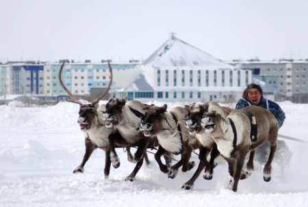 NADYM, RUSSIA - MARCH 16, 2008: Racing on deer during holiday of the reindeer breeder, March 16, 2008 in Nadym, Russia.のeditorial素材