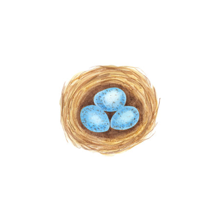 Nest with blue eggs isolated on white background. Watercolor illustration.の写真素材