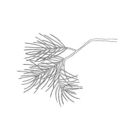 Hand drawn pine branch. Vector illustration. Line drawing. For coloring, advertising, packaging, invitations, business cards, postcards, printingのイラスト素材
