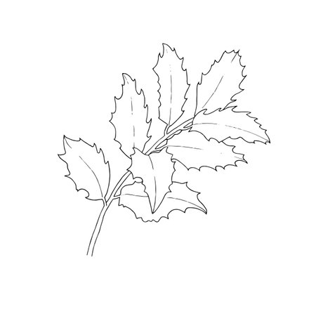 Hand drawn holly branch with leaves. Outline drawing. Vector illustration. Design element. For coloring, cards, printing, packaging, invitations, business cards, advertisingのイラスト素材