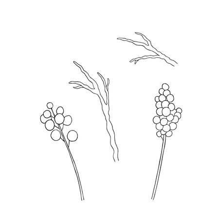 Set of branches with berries. Outline drawing. Hand drawn vector illustration. Design element. For coloring, cards, prints, packaging, invitations, business cards, advertisingのイラスト素材