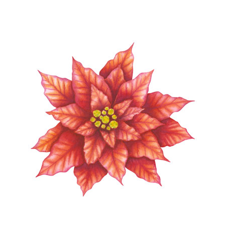 Red poinsettia flower isolated on white background. Hand drawn watercolor botanical illustration. Christmas decoration. For design, cards, invitations, congratulations, packaging, printing, advertisingの写真素材