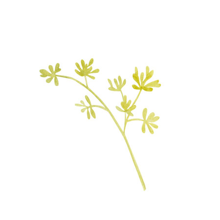 Flowering eucalyptus branch isolated on white background. Hand painted watercolor botanical illustration. Clipart for design, cards, labels, invitations, greetings, packaging, printing, advertisingの写真素材