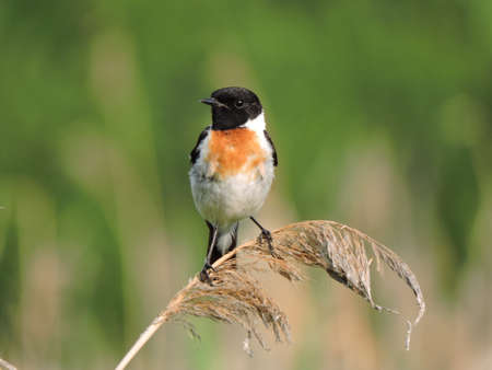 Saxicola rubicola (Linnaeus, 1766). Maleの写真素材