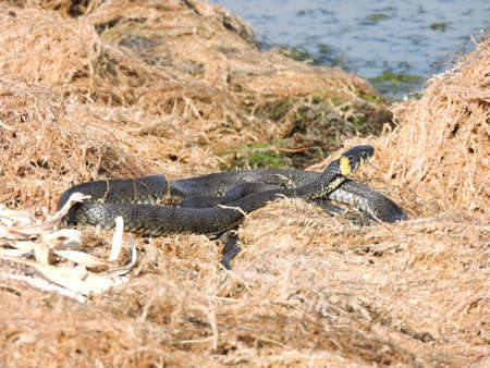 The grass snake (Natrix natrix)