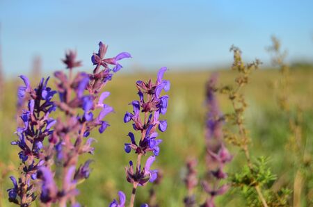 purple wildflowers close-up against the blue sky horizontal orientationの写真素材