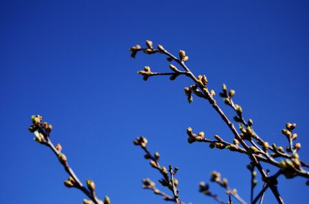 buds on a branch of cherries bloom in spring against the blue skyの写真素材