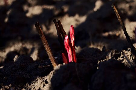 peony sprout against the background of bare ground early spring bright sun
