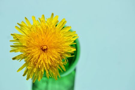 One yellow dandelion in a green bottle close-up view from above with a copy spaceの写真素材