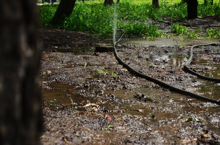 water from a hose waters the lawn in the park on the streets of the cityの写真素材
