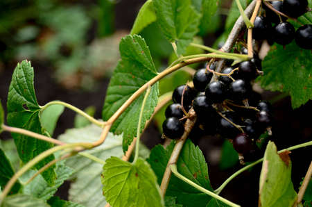 black ripe fresh currant matures on a branch of the bush, grows in the gardenの写真素材