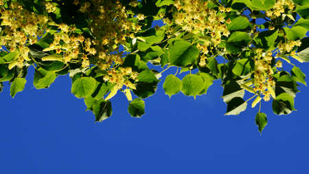 lime blossoms on a tree with leaves against the blue skyの写真素材