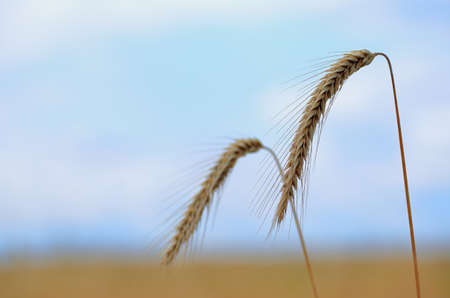 two ears of wheat against the blue sky close-up, bread, bread harvesting, countryside, own farm, grow bread, grain, gold field,の写真素材