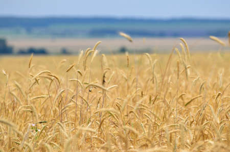 field of golden ripe air wheat with a perspective on the horizon, bread, bread harvesting,...