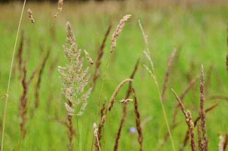 field grass is a large stick in the countryside, a walk through the woods, fresh air, rural life,...