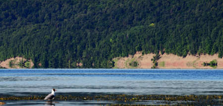 seagull on the river bank against the background of the bank with green trees, rest, landscape, nature, bird, journey, water, forest, not the shoreの写真素材