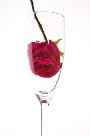 A pink rose bud in a glass glass on a white background from a lower angle with a copy space. The concept of the holidayの写真素材