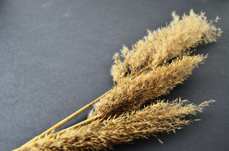 Dry grass cane reeds lie on a gray countertop with a copy space, abstraction for the interiorの写真素材