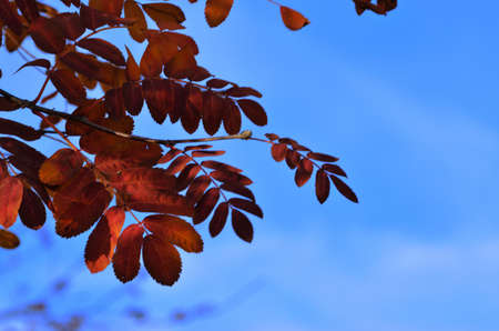Red autumn leaves ash close-up against a blue sky with a copy spaceの写真素材