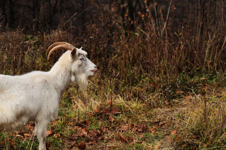 A goat with white hair and horns licks its nose against the background of the autumn forest. A photo of horizontal orientation with a copy space. Agriculture, farming, livestock farmingの写真素材