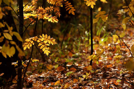 Yellow leaves of the ash tree under the rays of the bright sun against the background of the autumn...