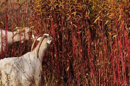 Two white goats with large horns eat grass with red stems. A photo of horizontal orientation with a copy space. Agriculture, farming, livestock farmingの写真素材
