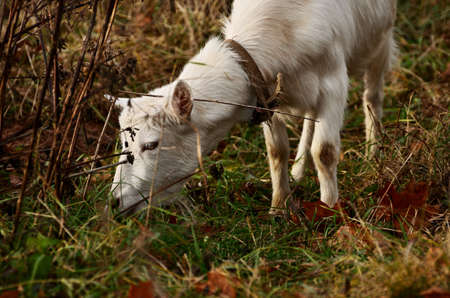 The young white goat has a close-up grass. Agriculture, farming, livestock farmingの写真素材