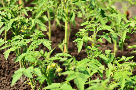 A bed with flowering tomatoes view from above close-up