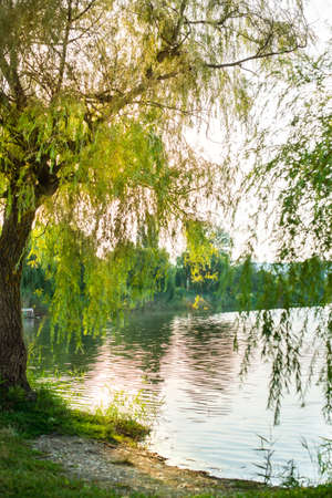 weeping willow on the lake in the park. the summer sunset is beautiful. coolness and pacification. beautiful nature.の写真素材