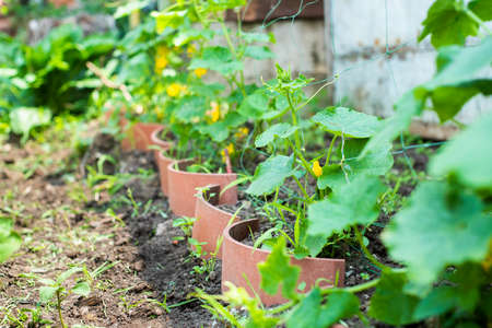 a small cucumber grows on a bush. the farm is beautiful in summer. gardening, organic foods and...