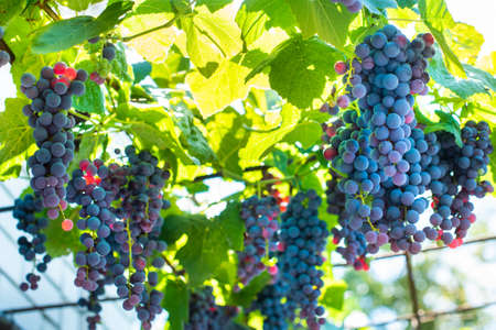 Vineyards at sunset in autumn harvest. Ripe grapes in fall. blue ripen bunches. rays of the setting...