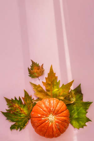 Autumn composition. Pumpkins on pastel pink background with shadows and leaves. Autumn, fall,...
