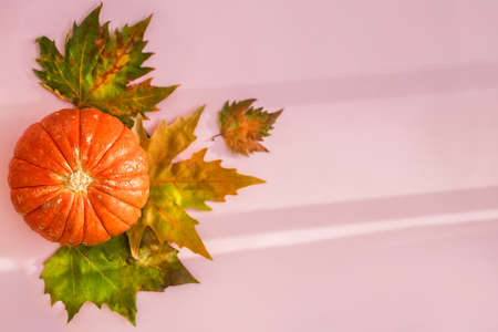 Autumn composition. Pumpkins on pastel pink background with shadows and leaves. Autumn, fall, halloween concept, Thanksgiving Day. Flat lay, top view, copy space, hard lightの写真素材