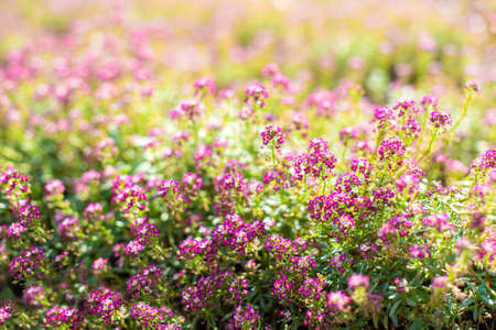 small pink flowers in the garden in spring. sunny day. floral background. buds and flowering