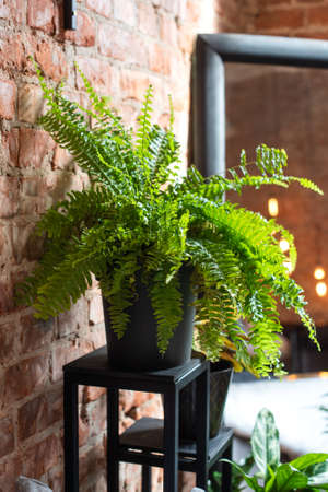 large fern bush in the interior. green healthy houseplant.