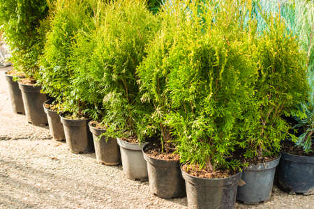 Outdoor garden store center with young seedlings. thuja in pots. fair. garden plant for home.の写真素材
